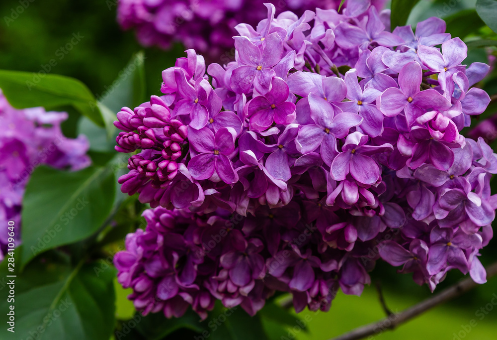 Blooming lilac (лат. Syringa) in the garden. Beautiful purple lilac flowers on natural background. Blooming lilac (лат. Syringa) in the garden. Beautiful purple lilac flowers on natural background.