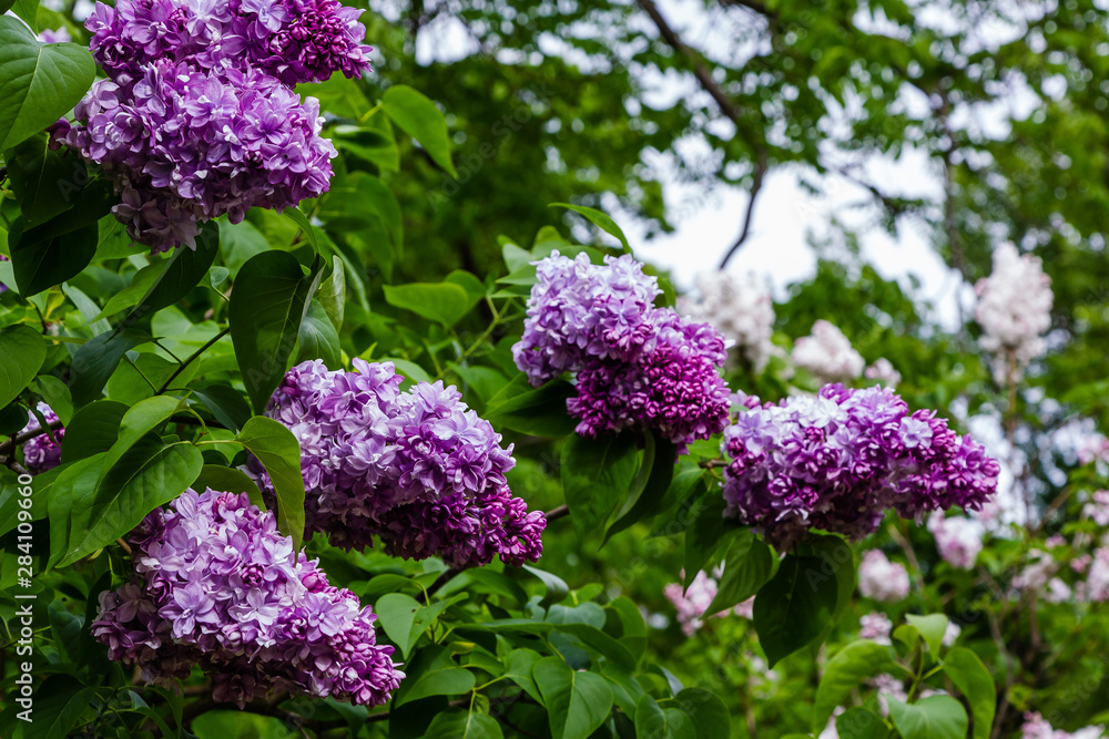 Blooming lilac (лат. Syringa) in the garden. Beautiful purple lilac flowers on natural background. Blooming lilac (лат. Syringa) in the garden. Beautiful purple lilac flowers on natural background.