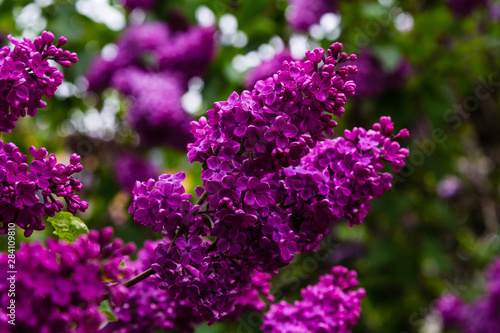 Blooming lilac        . Syringa  in the garden. Beautiful purple lilac flowers on natural background.