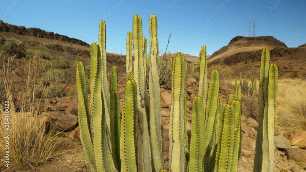 Focused Shot on Cactus Then Pans Up to Reveal Valley Scenery Focused Shot on Cactus Then Pans Up to Reveal Valley Scenery