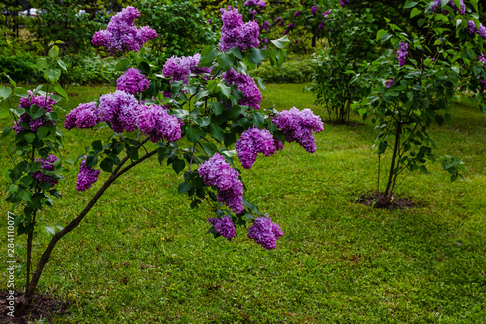 Blooming lilac (лат. Syringa) in the garden. Beautiful purple lilac flowers on natural background. Blooming lilac (лат. Syringa) in the garden. Beautiful purple lilac flowers on natural background.