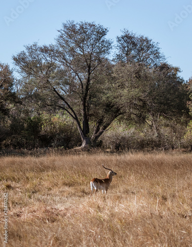 A lone male red lechwe is isolated from his herd and alone in Botswana
