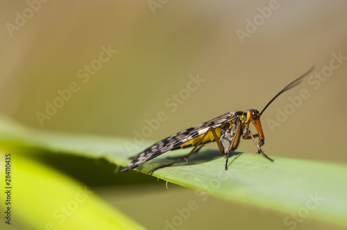 Panorpa meridionalis scorpionfly strange insect of intimidating appearance but totally harmless males have a stinger-like structure at the end of the abdomen © JUANFRANCISCO