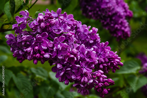 Blooming lilac        . Syringa  in the garden. Beautiful purple lilac flowers on natural background.