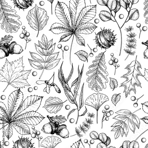 Hand drawn autumn leaf. Vector seamless pattern of tree leaves. Fall forest folliage. Maple, oak, chestnut, birch, acorn, ginkgo biloba, eucalyptus, willow, guelder rose, pine. Autumn in woods.