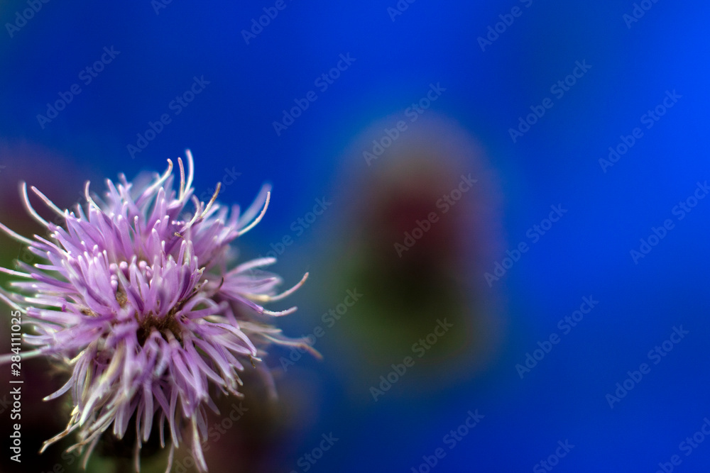 Thistle flower in the summer field. Copy space for text Thistle flower in the summer field. Copy space for text