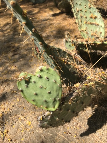 cactus in desert