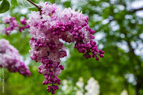 Blooming lilac (лат. Syringa) in the garden. Beautiful pink lilac flowers on natural background.