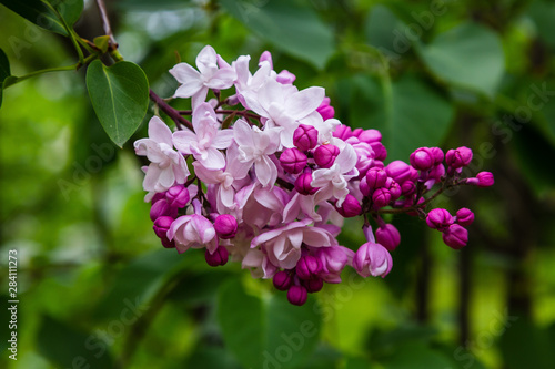 Blooming lilac        . Syringa  in the garden. Beautiful pink lilac flowers on natural background.