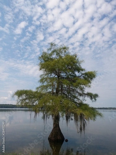 tree in water