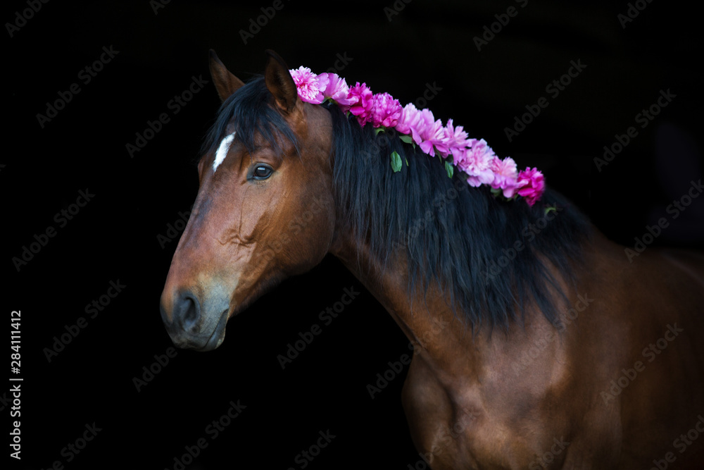 Podpalany koń z różowymi pions w grzywie na czarnym tle