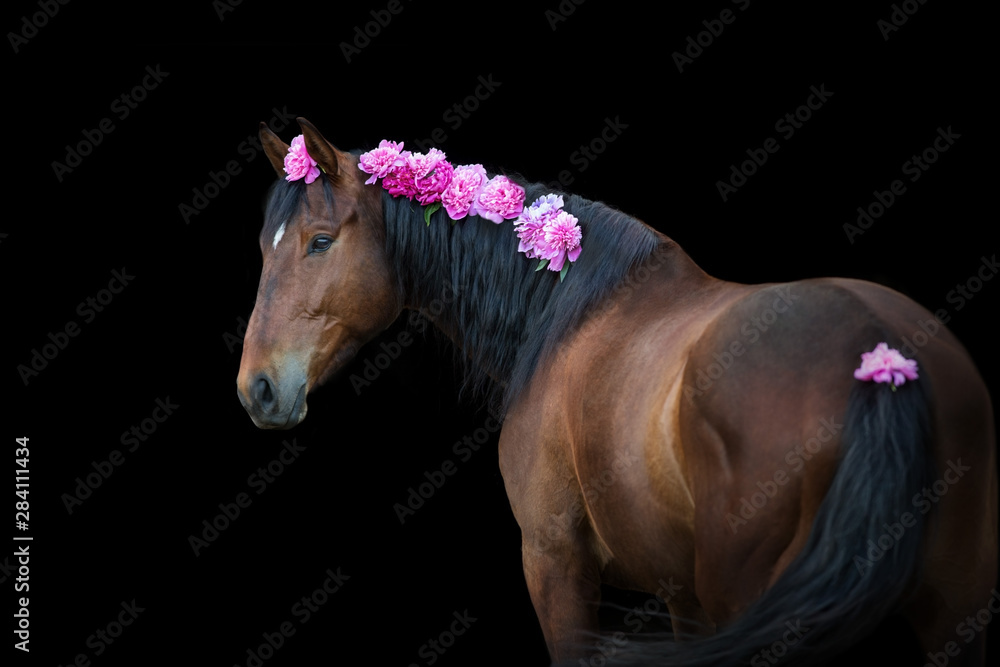 Naklejka Bay horse with pink pions in mane on black background