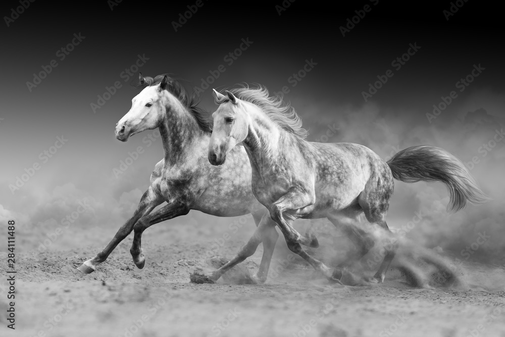 Two horse run gallop isolated on desert dust. Black and white Two horse run gallop isolated on desert dust. Black and white