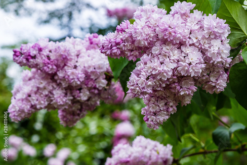 Blooming lilac        . Syringa  in the garden. Beautiful pink lilac flowers on natural background.