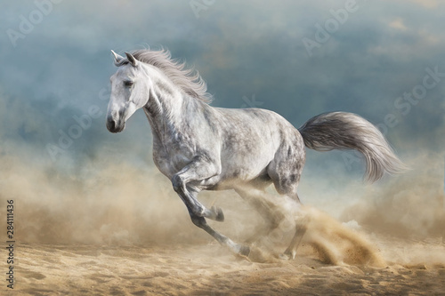 Szary koń galopujący po piaszczystym polu na tle dramatycznego błękitnego nieba