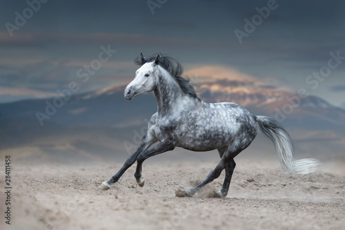Grey horse galloping on sandy field against mountain view