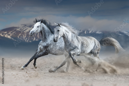 Two grey horse galloping on sandy dust