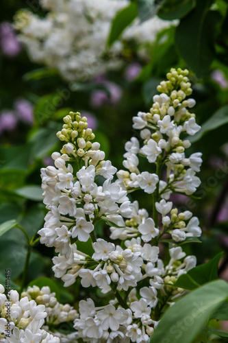 Blooming white lilac (лат. Syringa) in the garden. Beautiful white lilac flowers on natural background.