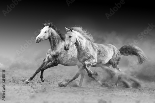 Two horse run gallop isolated on desert dust. Black and white
