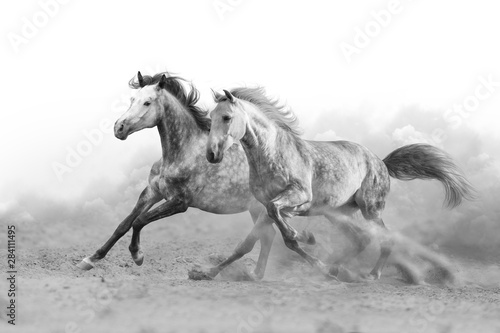 Two horse run gallop isolated on desert dust. Black and white