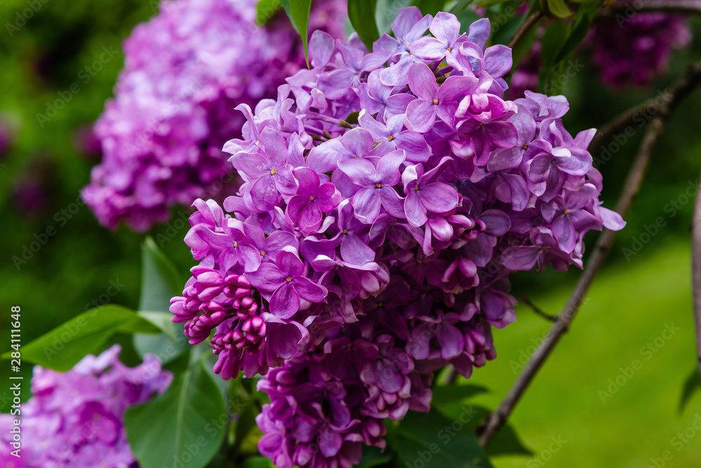 Blooming lilac (лат. Syringa) in the garden. Beautiful purple lilac flowers on natural background. Blooming lilac (лат. Syringa) in the garden. Beautiful purple lilac flowers on natural background.