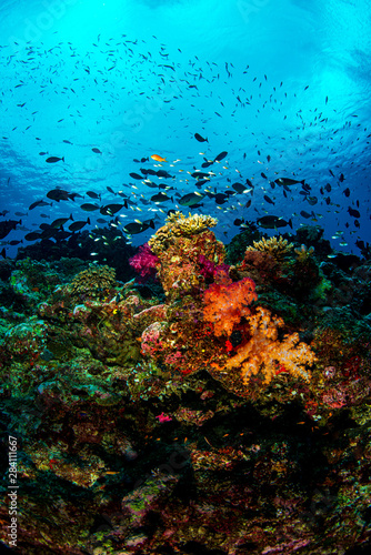 Soft corals on the reef in Fiji