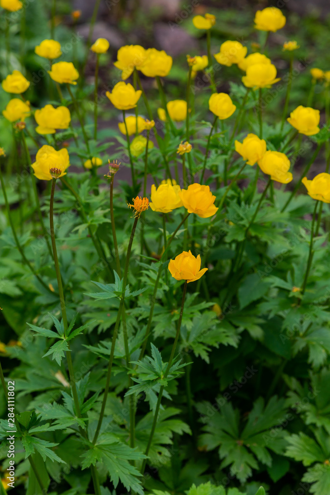 The globeflower. Yellow flowers Trollius or globeflower.(lat. Tróllius) — a genus of perennial herbaceous plants from the family Ranunculaceae