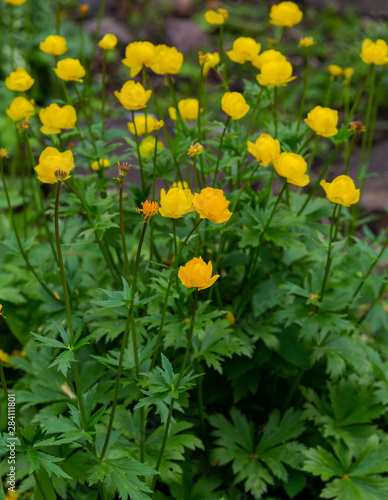 The globeflower. Yellow flowers Trollius or globeflower.(lat. Tróllius) — a genus of perennial herbaceous plants from the family Ranunculaceae