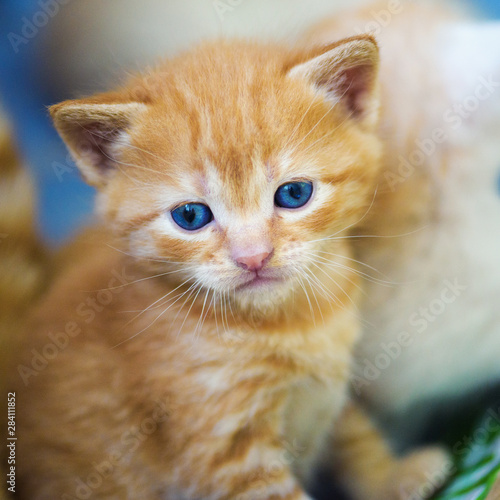 Cute little kitten © The Len