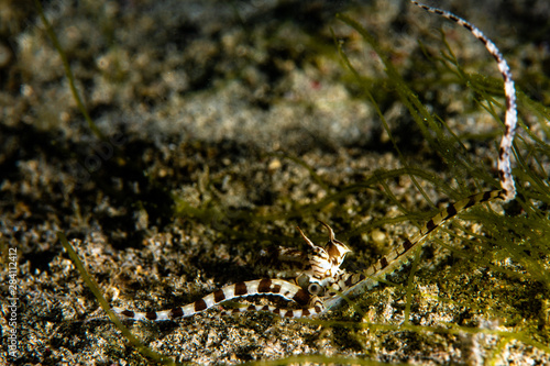 A mimic octopus crawling along the bottom