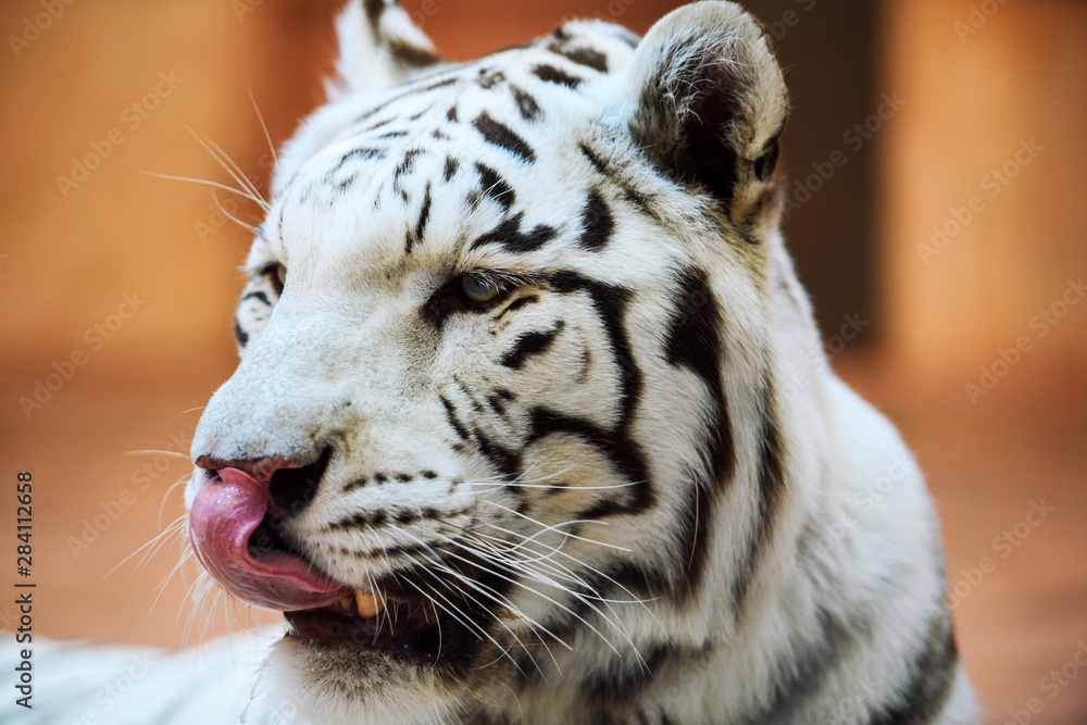 Naklejka premium White Bengal tiger