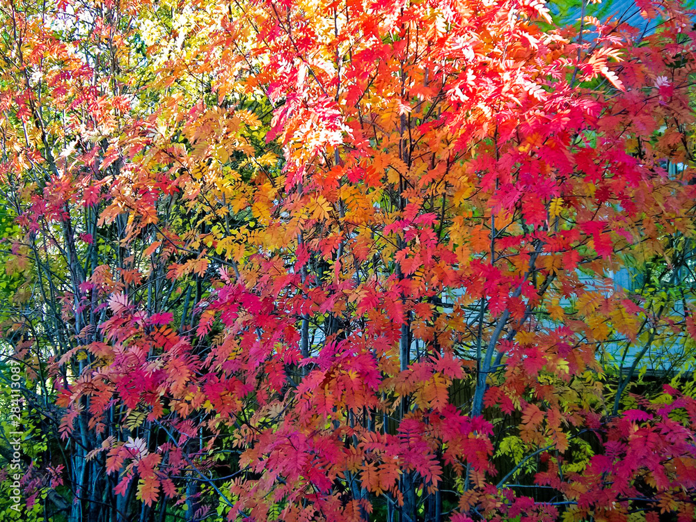 Red leaves of mountain ash.