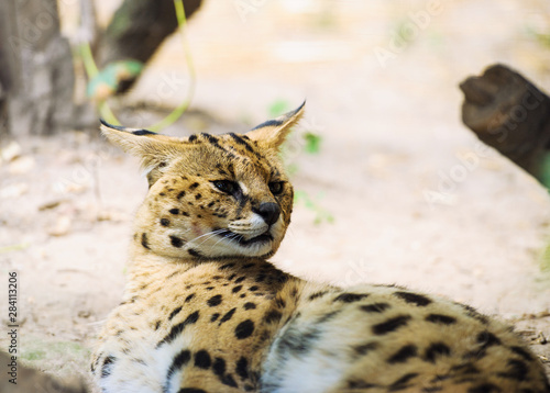 Serval wild cat