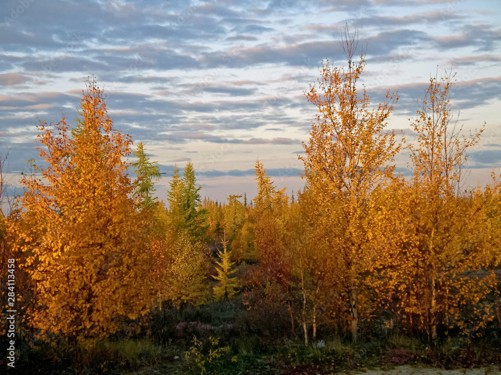 Fototapeta premium Autumn forest. The leaves of the grass and the trees turned yell
