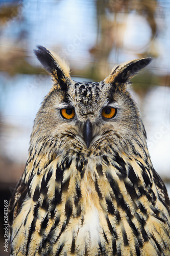 owl portrait