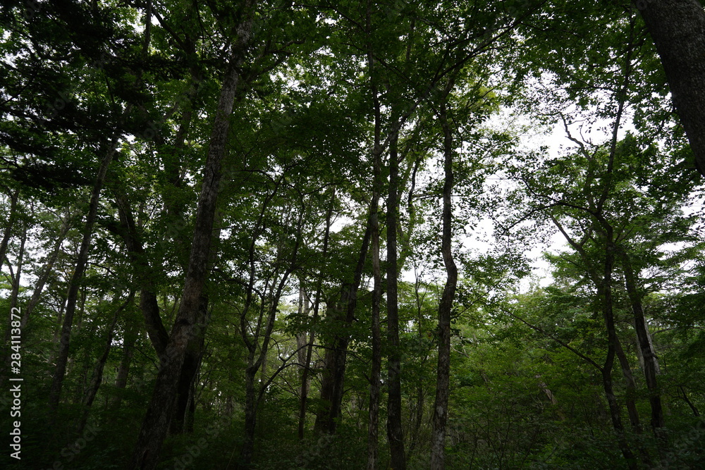 Fototapeta premium 戸隠の森