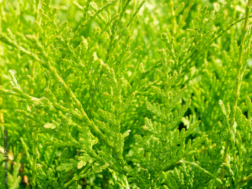 Natural green texture of Thuja evergreen tree on sunny day. Summer green background. Thuja branches close up. Natural green texture of Thuja evergreen tree on sunny day. Summer green background. Thuja branches close up.