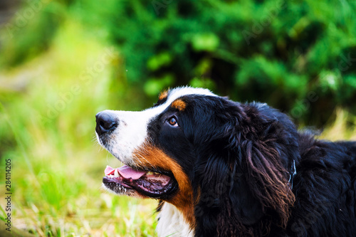 Happy Dog playing outside smiles