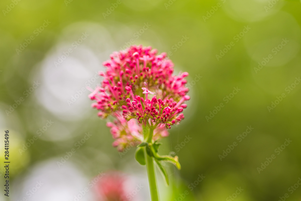 Flower Flower
