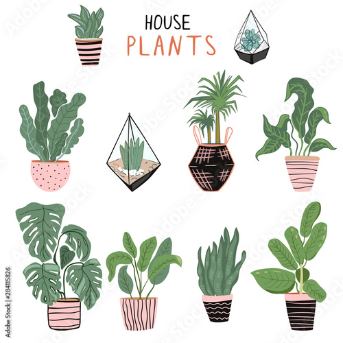 Set of different house plants