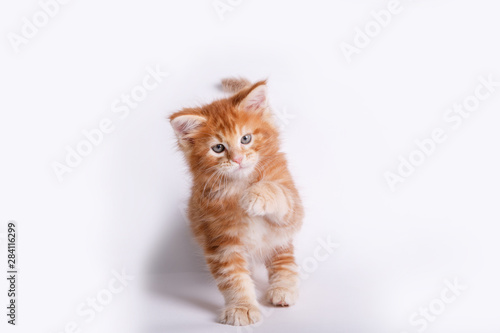 red Maine Coon kitten isolated on a white background. Kitten isolated on white