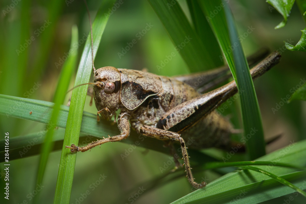Sauterelle brune sur un brin d'herbe Sauterelle brune sur un brin d'herbe