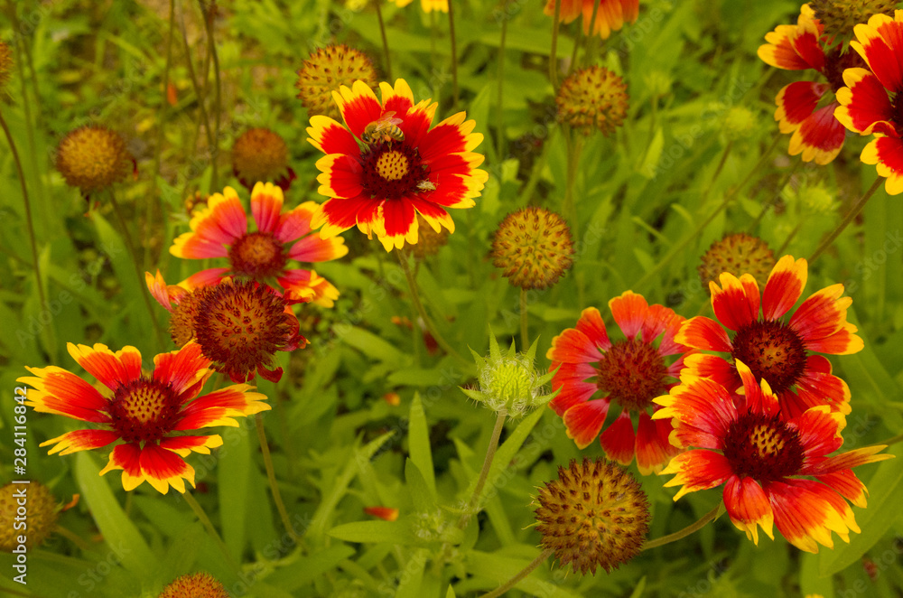 red and yellow flower, Chrysanthemum red and yellow flower, Chrysanthemum