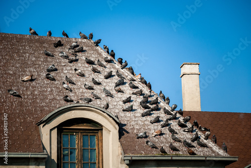 Roof covered with pigeon droppings