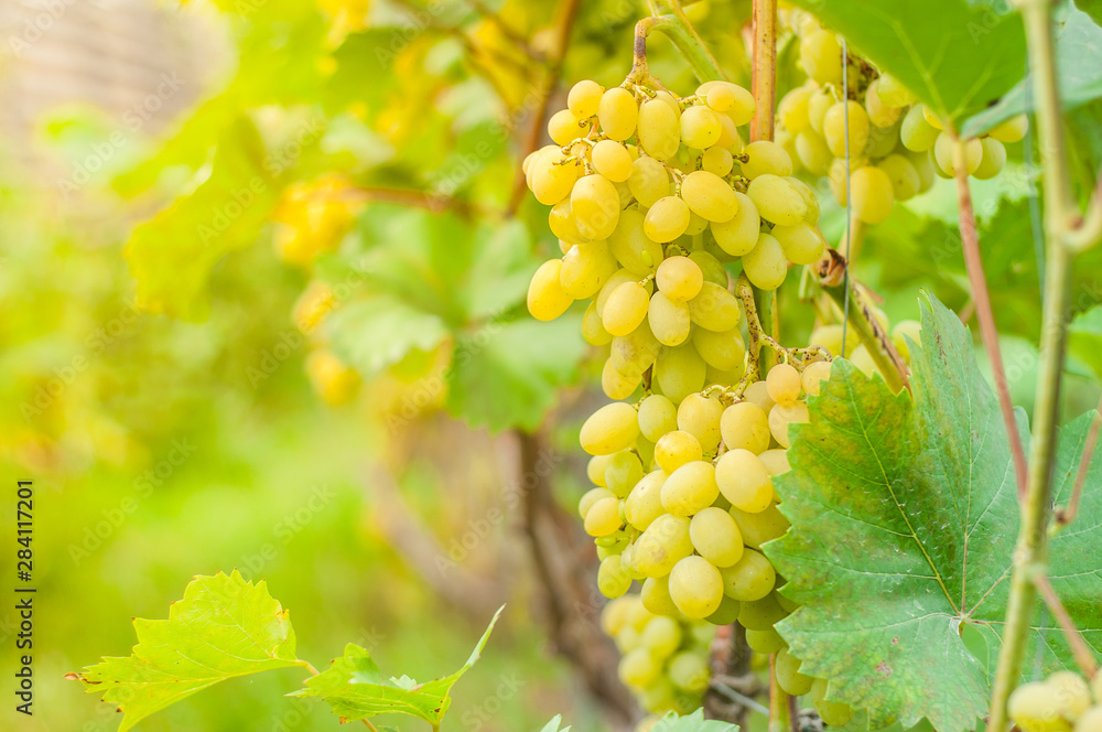 White grapes grow on a bush. Home garden with plants. environmentally friendly product with vitamins. White grapes grow on a bush. Home garden with plants. environmentally friendly product with vitamins.