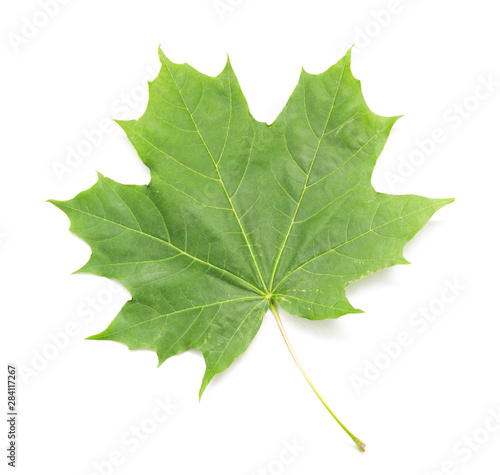 green maple leaf on a white background, isolate