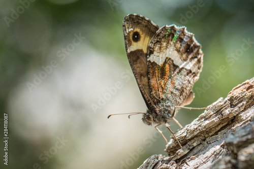 Silène (brintesia circe) sur l'écorce d'un tronc photo