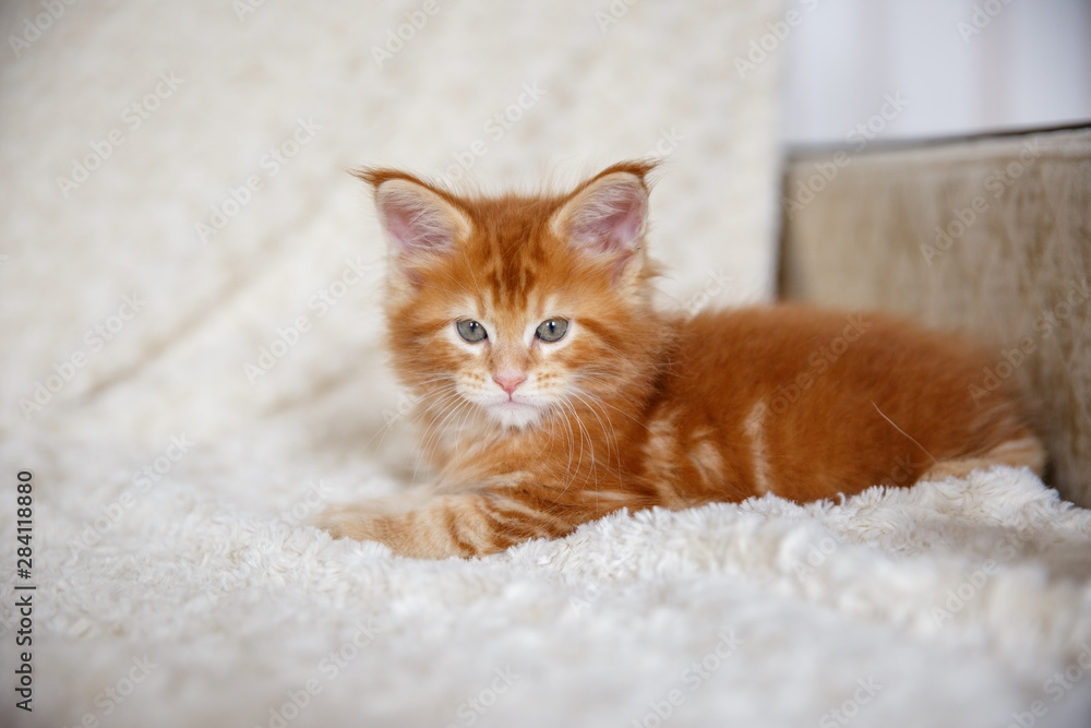 Obraz premium Red-haired Maine Coon kitten at home on the couch