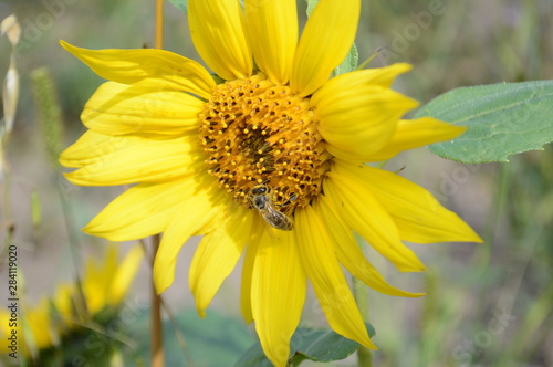 The bee collects pollen from the blossoming sunflower flower