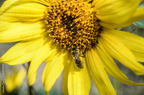 The bee collects pollen from the blossoming sunflower flower